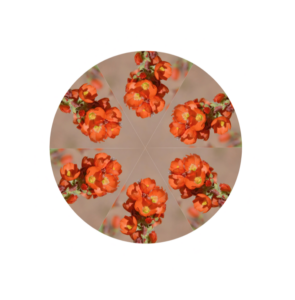 Hybrid model icon showing decorative image of orange flowers