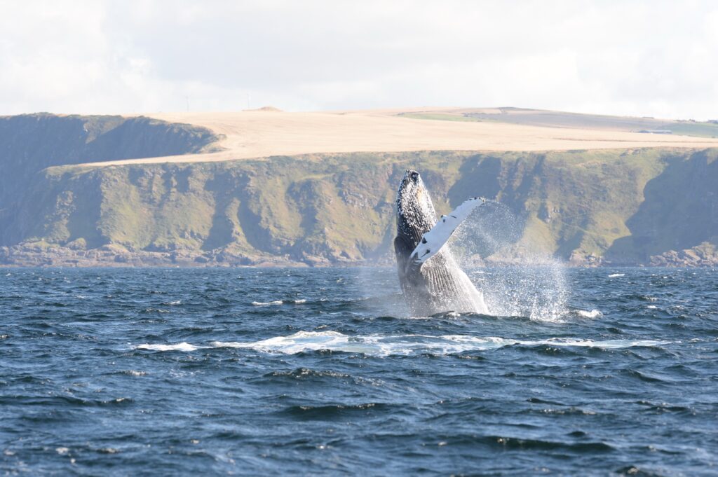 Photo of humpback whale 