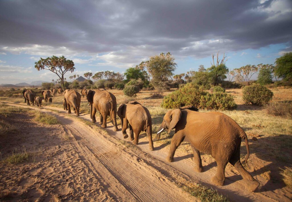 Double the difference donation impact - line of elephants walking in savanna 