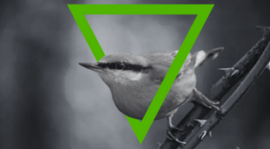 Black and white photo of a bird with a green triangle around it